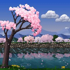 Sakura in the afternoon sun, the far bank mirrored in the stream