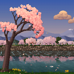 Sakura at golden hour, the blossoms warm